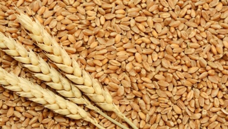 ارتفاع-أسعار-الغذاء-عالميا
