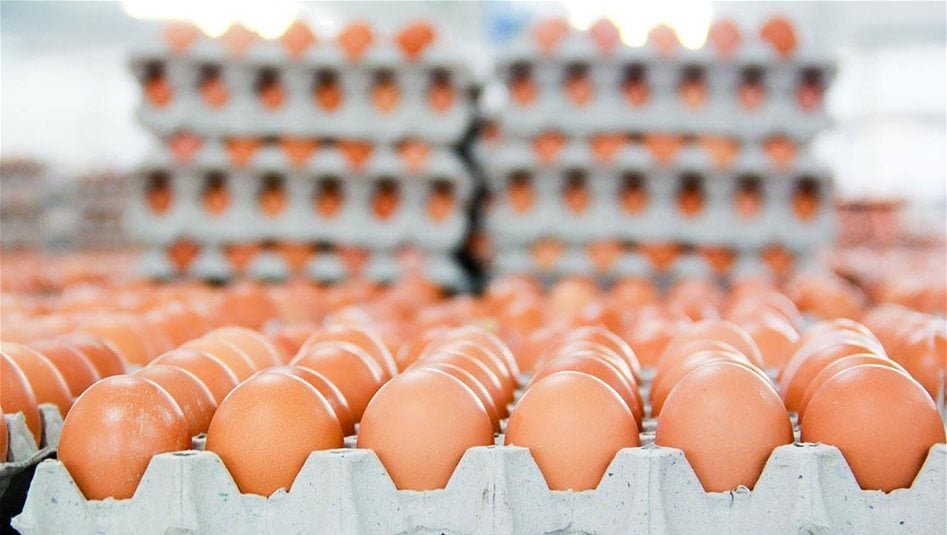 إجراءات-حكومية-عاجلة-لخفض-أسعار-اللحوم-والبيض