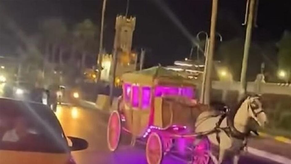 حصان-يهرب-بعروسين-وينقلب-في-مشهد-غير-متوقع